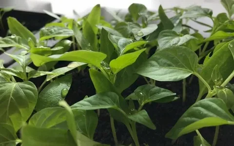 تصویر 4 از نشا فلفل دلمه‌ ای زرد با گارانتی سلامت نشا